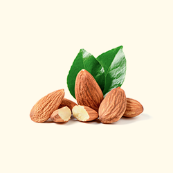 Almond (কাঠ বাদাম)